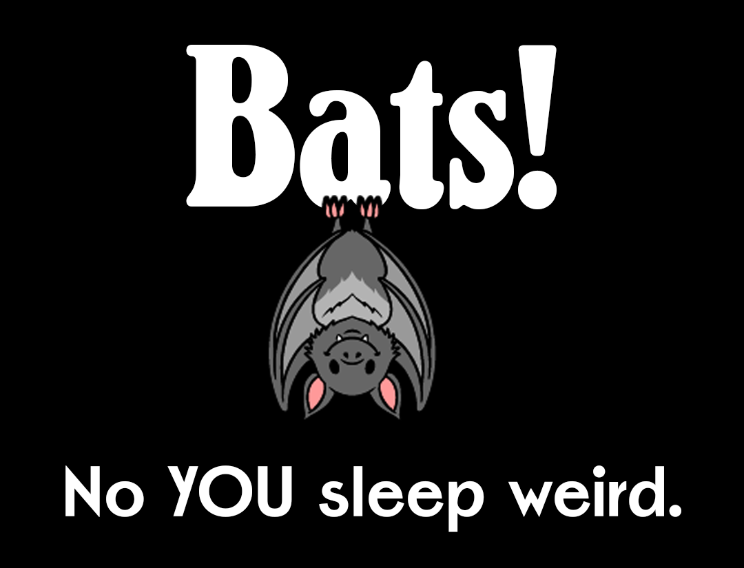 Bats are Underrated